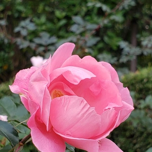 【ちなつ冬薔薇編】😄🌹✨