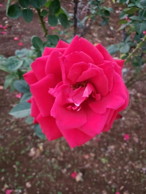 【ちなつ冬薔薇編】😄🌹✨