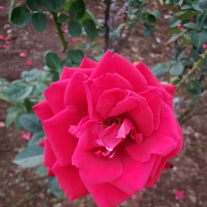 【ちなつ冬薔薇編】😄🌹✨