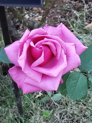 【ちなつ冬薔薇編】😄🌹✨