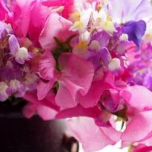 ✨🌼１月誕生花・スイートピー🌼✨