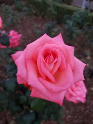 【ちなつ冬薔薇編】😄🌹✨