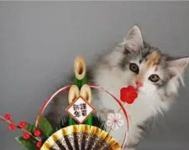 こにゃにゃちわ➰ฅ•ﻌ•ฅ☀️✨