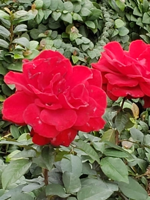 【ちなつ冬薔薇編】😄🌹✨