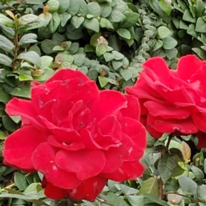 【ちなつ冬薔薇編】😄🌹✨