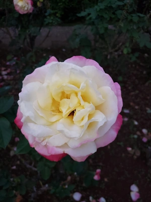 【ちなつ冬薔薇編】😄🌹✨