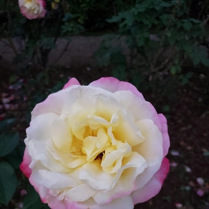 【ちなつ冬薔薇編】😄🌹✨