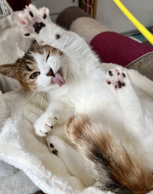 こにゃにゃちわ➰ฅ•ﻌ•ฅ☁️