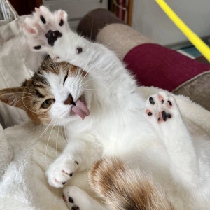 こにゃにゃちわ➰ฅ•ﻌ•ฅ☁️