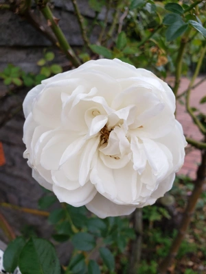 【ちなつ冬薔薇編】😄😺🌹