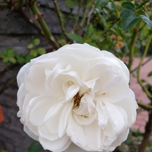 【ちなつ冬薔薇編】😄😺🌹