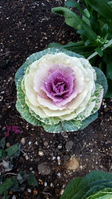 【ちなつ冬のお花編】😄🌼✨