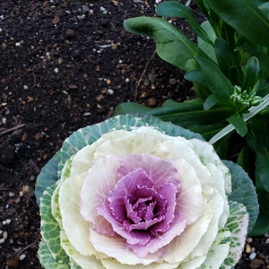 【ちなつ冬のお花編】😄🌼✨