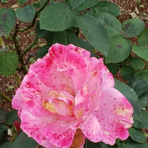 【ちなつ冬薔薇編】😄🌹✨