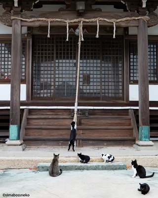 おっはニャンฅ•ﻌ•ฅ☀️✨