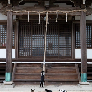 おっはニャンฅ•ﻌ•ฅ☀️✨