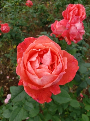 【ちなつ冬薔薇編】😄🌹✨