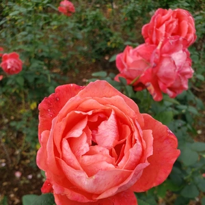 【ちなつ冬薔薇編】😄🌹✨