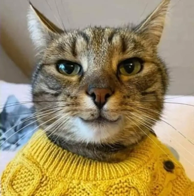 こにゃにゃちわ➰ฅ•ﻌ•ฅ☀️✨