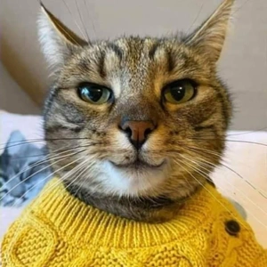 こにゃにゃちわ➰ฅ•ﻌ•ฅ☀️✨