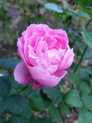 【ちなつ冬薔薇編】😄🌹✨