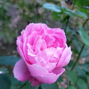 【ちなつ冬薔薇編】😄🌹✨