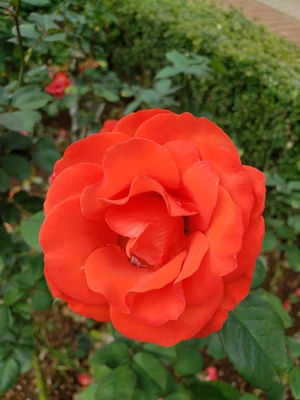 【ちなつ冬薔薇編】😄🌹✨