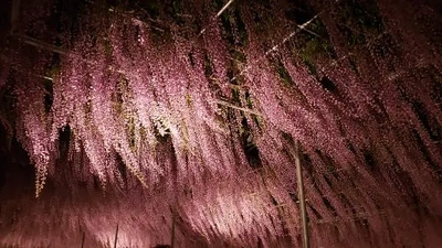 【ちなつ】携帯写真館