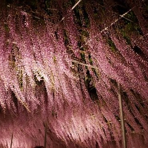 【ちなつ】携帯写真館