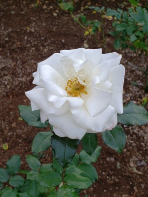 【ちなつ】です😄🌹✨