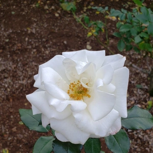 【ちなつ】です😄🌹✨