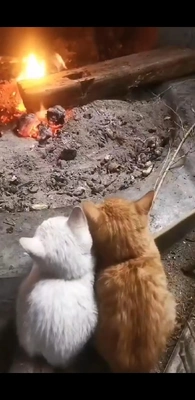 こにゃにゃちわ➰ฅ•ﻌ•ฅ☀️✨