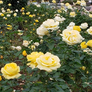 【ちなつ冬薔薇編】😄🌹✨