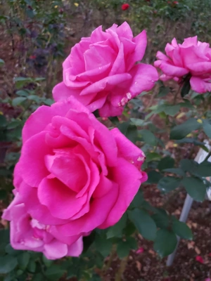 【ちなつ冬薔薇編】😄🌹✨