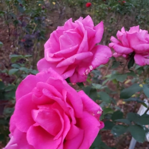 【ちなつ冬薔薇編】😄🌹✨