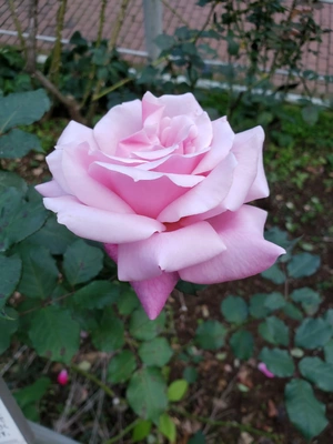 【ちなつ冬薔薇編】😄🌹✨