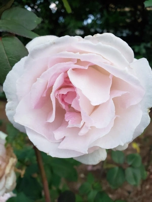 【ちなつ冬薔薇編】😄🌹✨