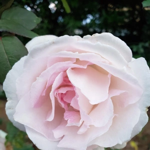 【ちなつ冬薔薇編】😄🌹✨