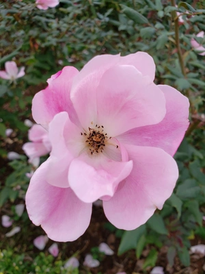 【ちなつ冬薔薇編】😄🌹✨