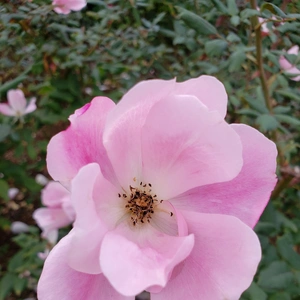 【ちなつ冬薔薇編】😄🌹✨