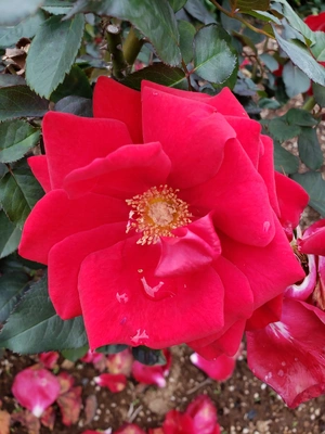 【ちなつ冬薔薇編】😄🌹✨