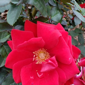 【ちなつ冬薔薇編】😄🌹✨