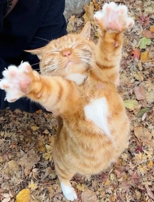 こにゃにゃちわ➰ฅ•ﻌ•ฅ☁️