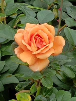 【ちなつ冬薔薇編】😄🌹✨