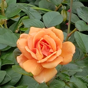 【ちなつ冬薔薇編】😄🌹✨