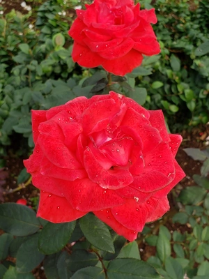 【ちなつ冬薔薇編】😄🌹✨