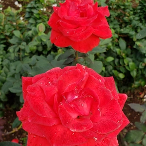 【ちなつ冬薔薇編】😄🌹✨