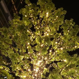 【ちなつイルミネーション編】😄🎄✨