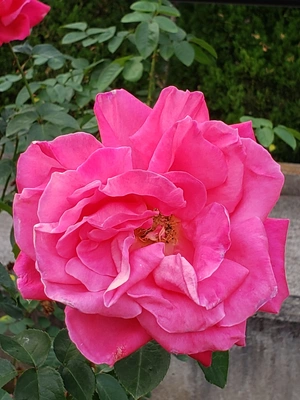 【ちなつ冬薔薇編】😄🌹✨