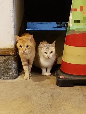 【ちなつ】です😄😺🌃